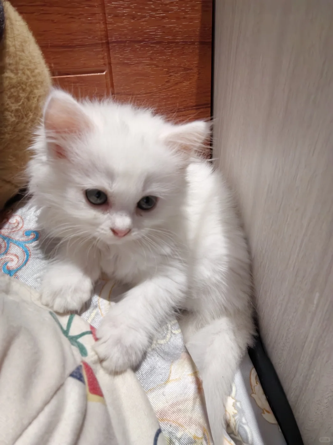 猫三联一针120正常吗？