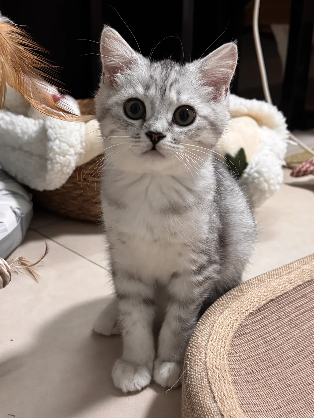 第一次养猫教程（平民版）