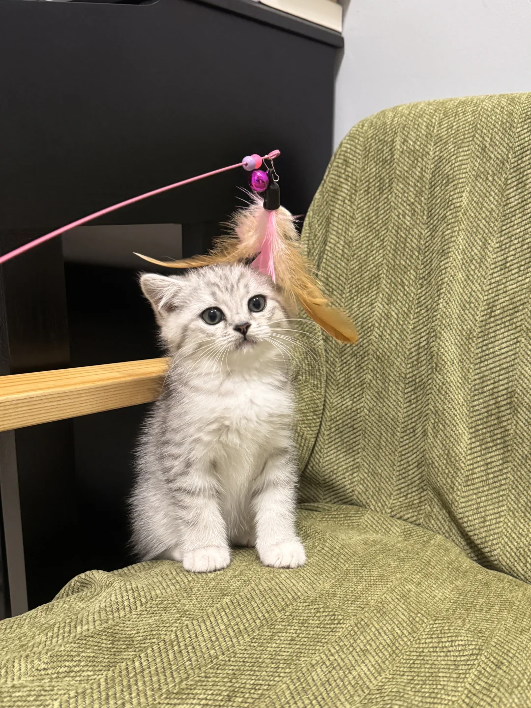 第一次养猫教程（平民版）