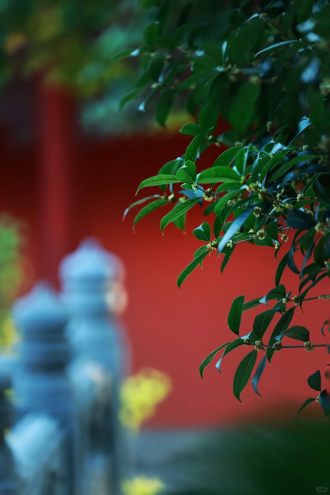 桂花的绝配之美
