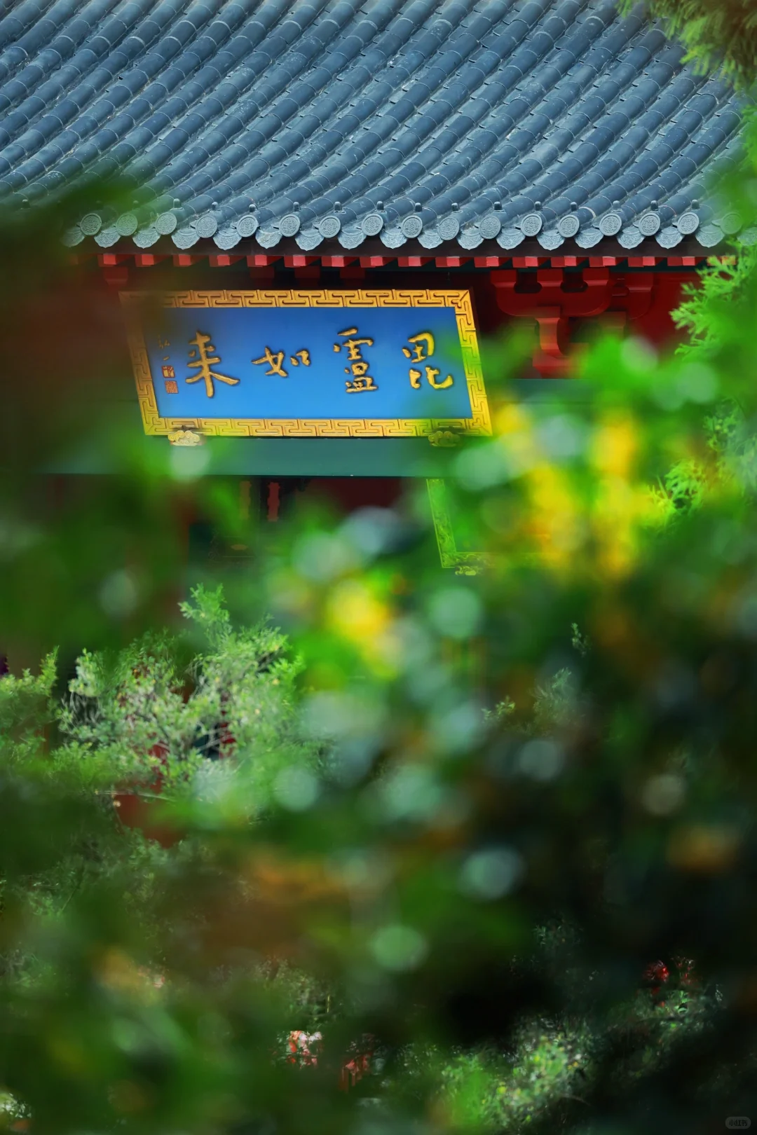 桂花的绝配之美