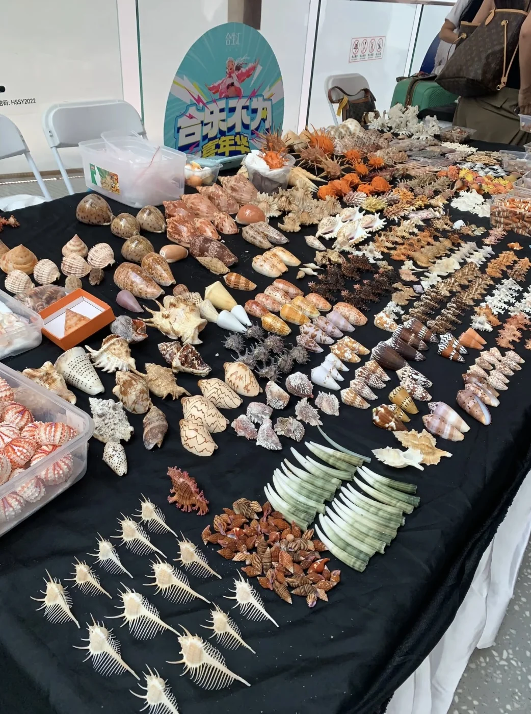 太原贝壳展，没错，就是史无前例