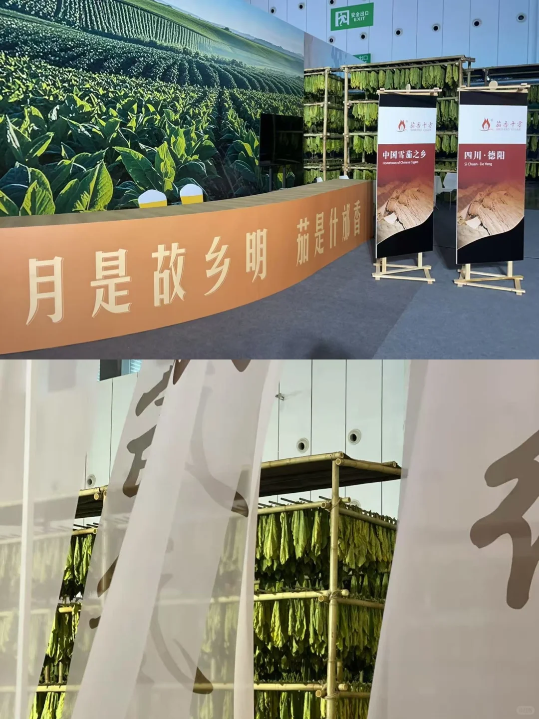✨打卡2025西博会｜IN科技文化盛宴！?
