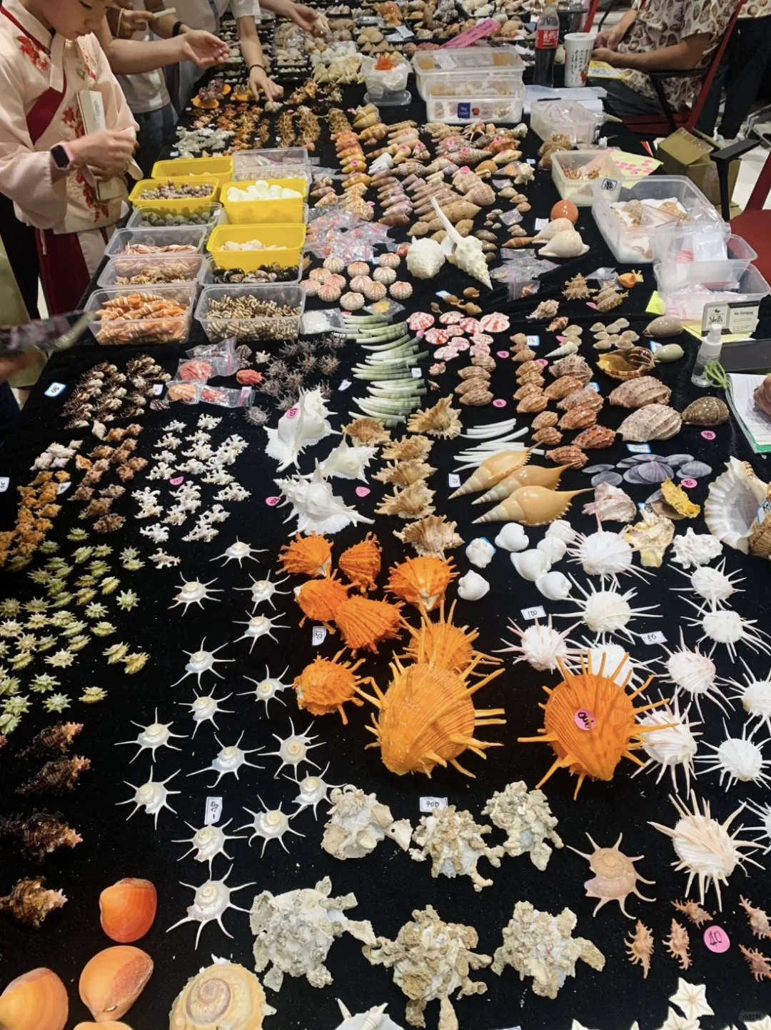 太原贝壳展，没错，就是史无前例