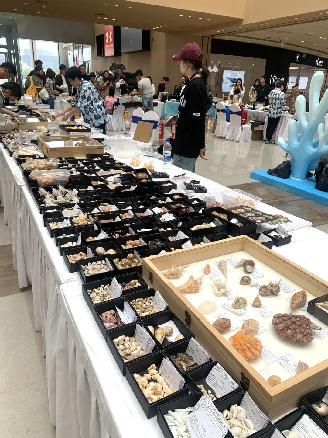 太原贝壳展，没错，就是史无前例