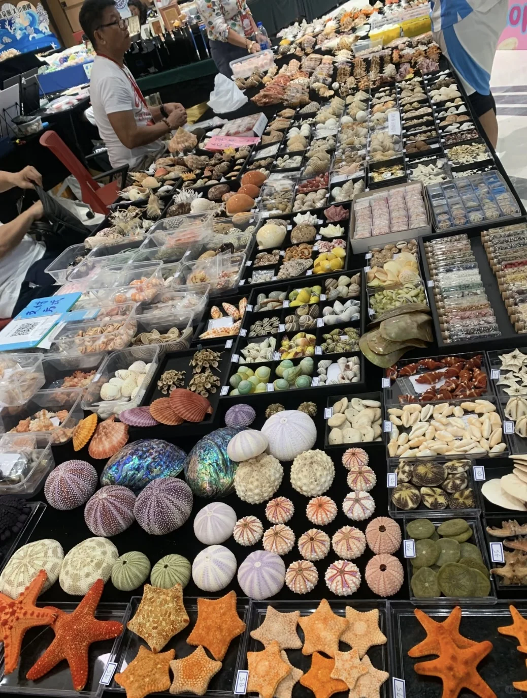 太原贝壳展，没错，就是史无前例