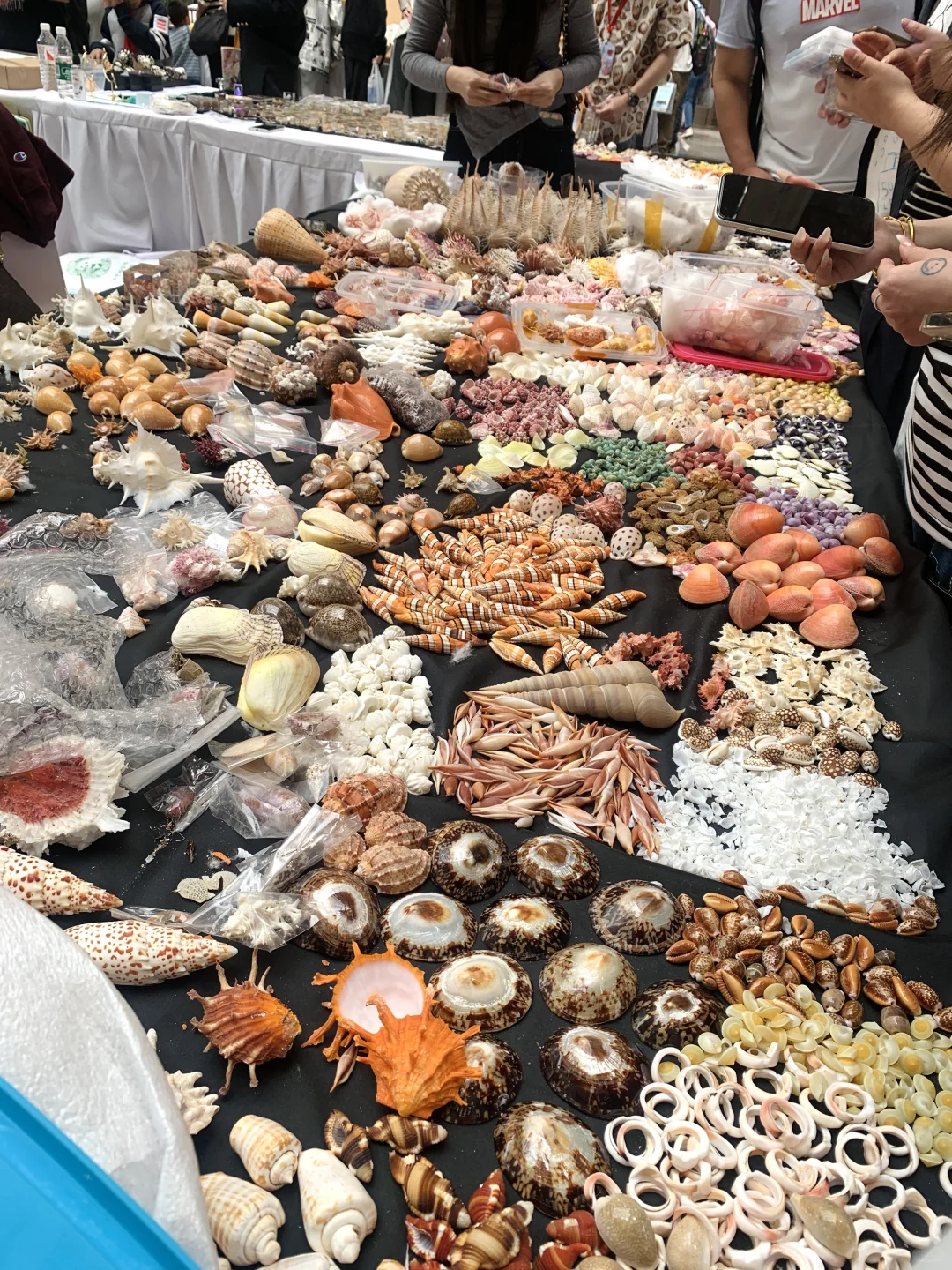 太原贝壳展，没错，就是史无前例