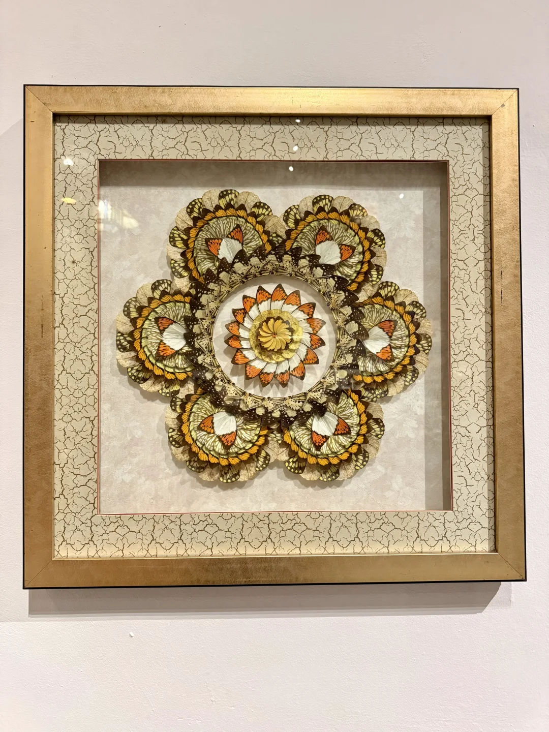 广州新展！！超好看的蝴蝶展！！！！！！??