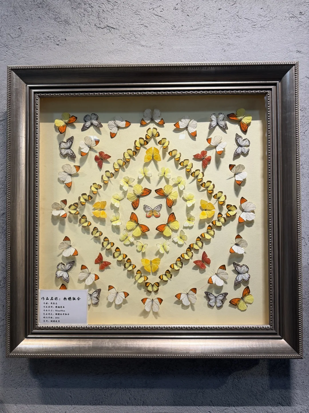 广州新展！！超好看的蝴蝶展！！！！！！??