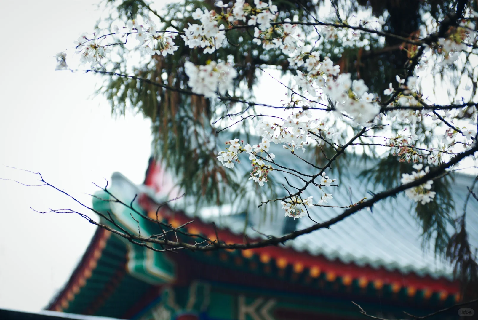 ✧ 40+中年妈妈の碎片•Plog