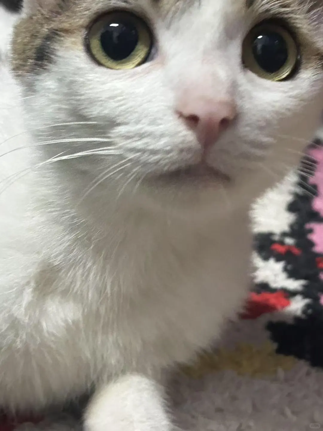 ouc温柔少妇求主人