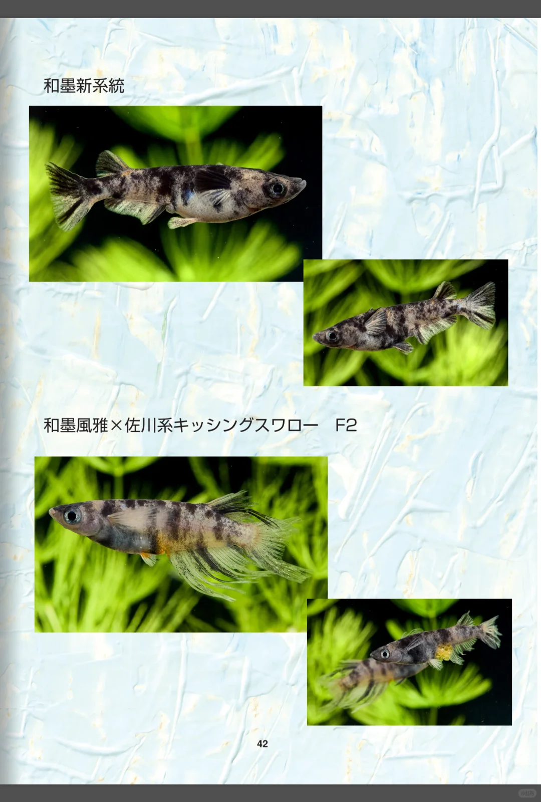 2024和墨血统展览会