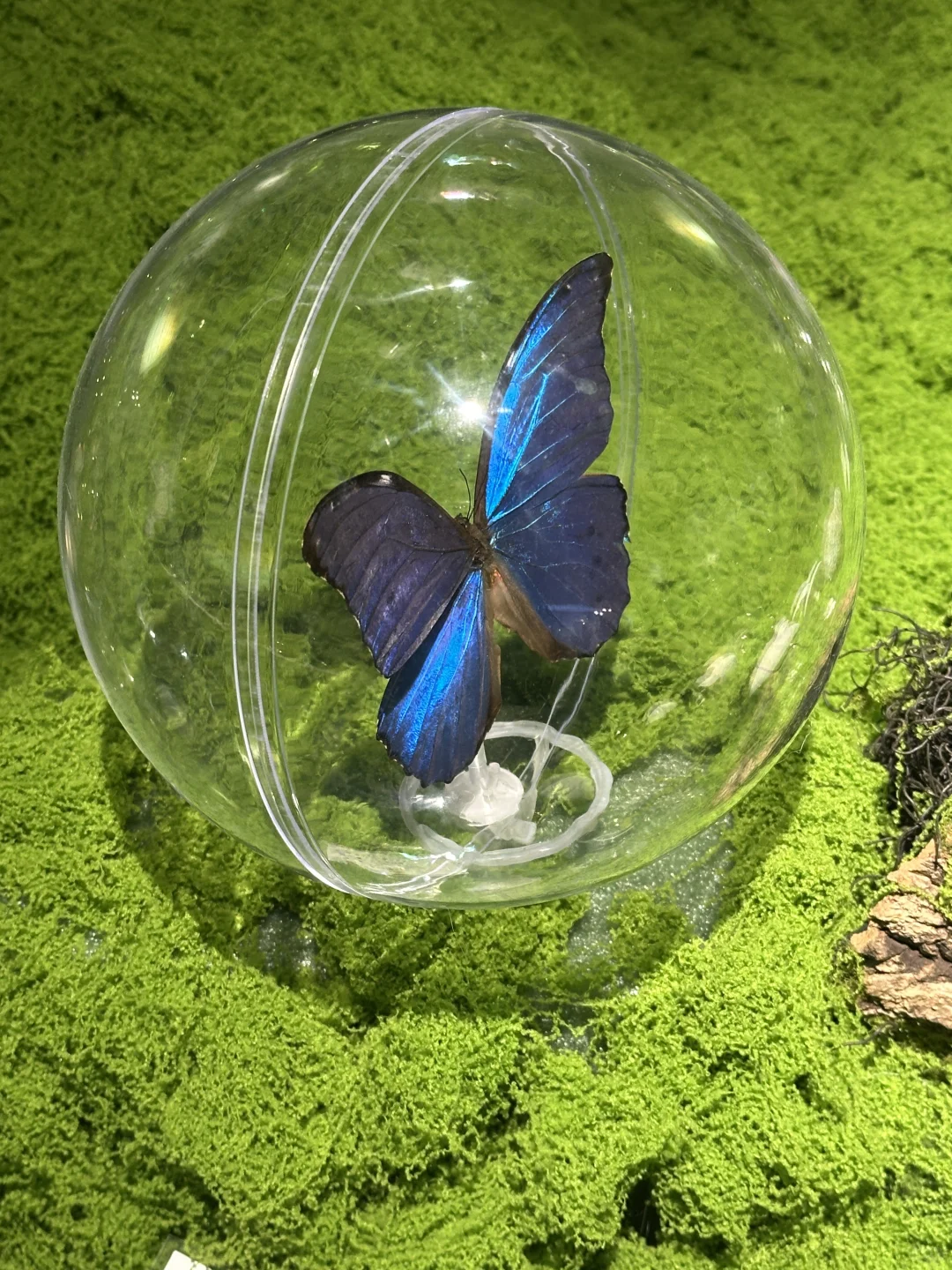 深圳免费拍照打卡?蝴蝶展！！！