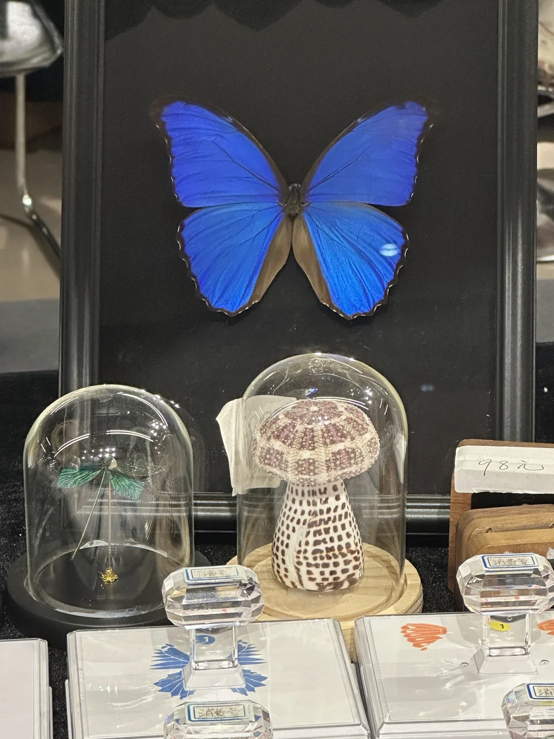 深圳免费拍照打卡?蝴蝶展！！！