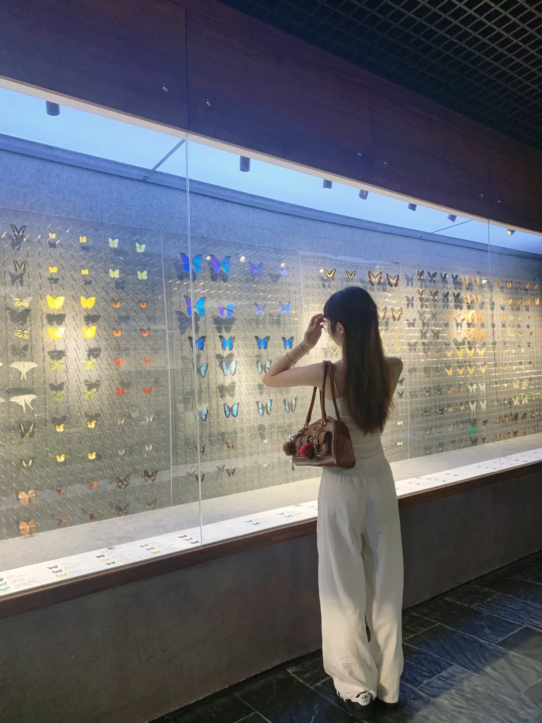 深圳免费拍照打卡?蝴蝶展！！！