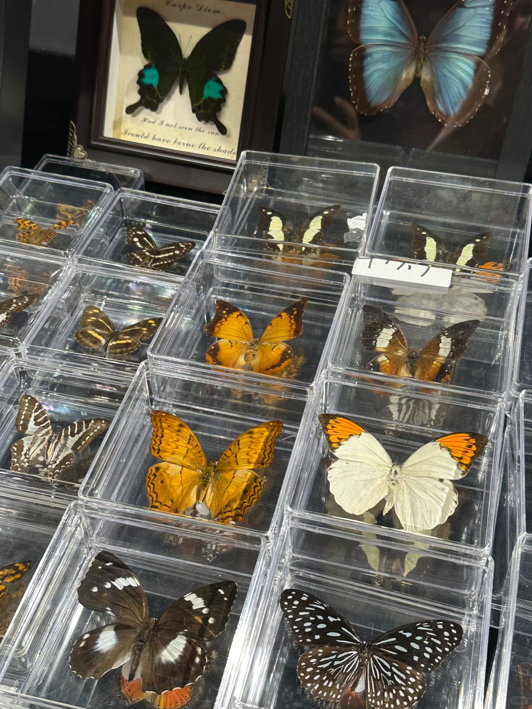 深圳免费拍照打卡?蝴蝶展！！！