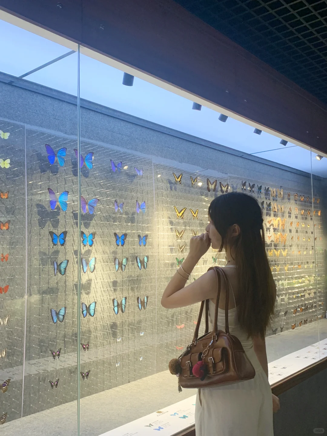 深圳免费拍照打卡?蝴蝶展！！！