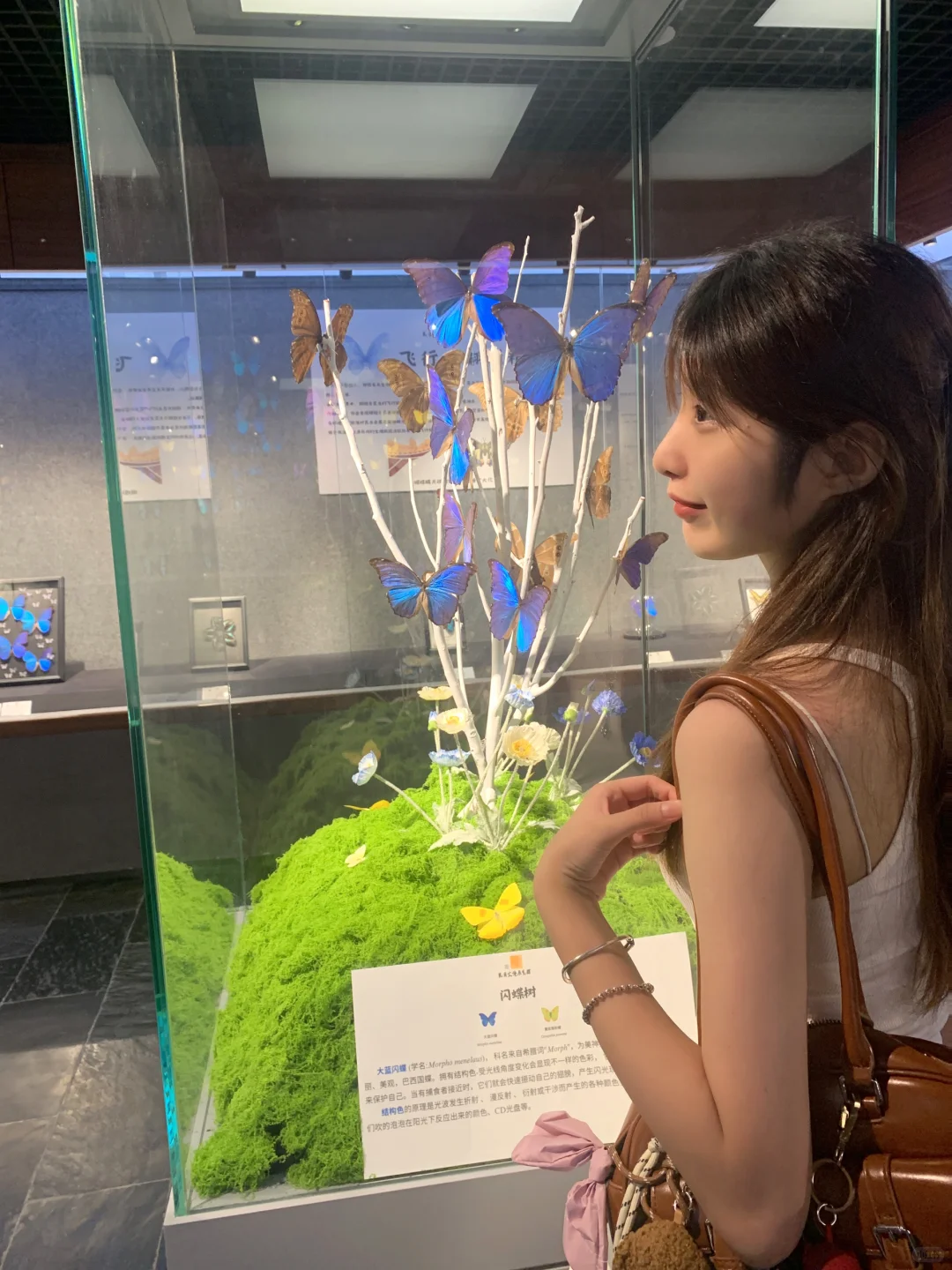 深圳免费拍照打卡?蝴蝶展！！！