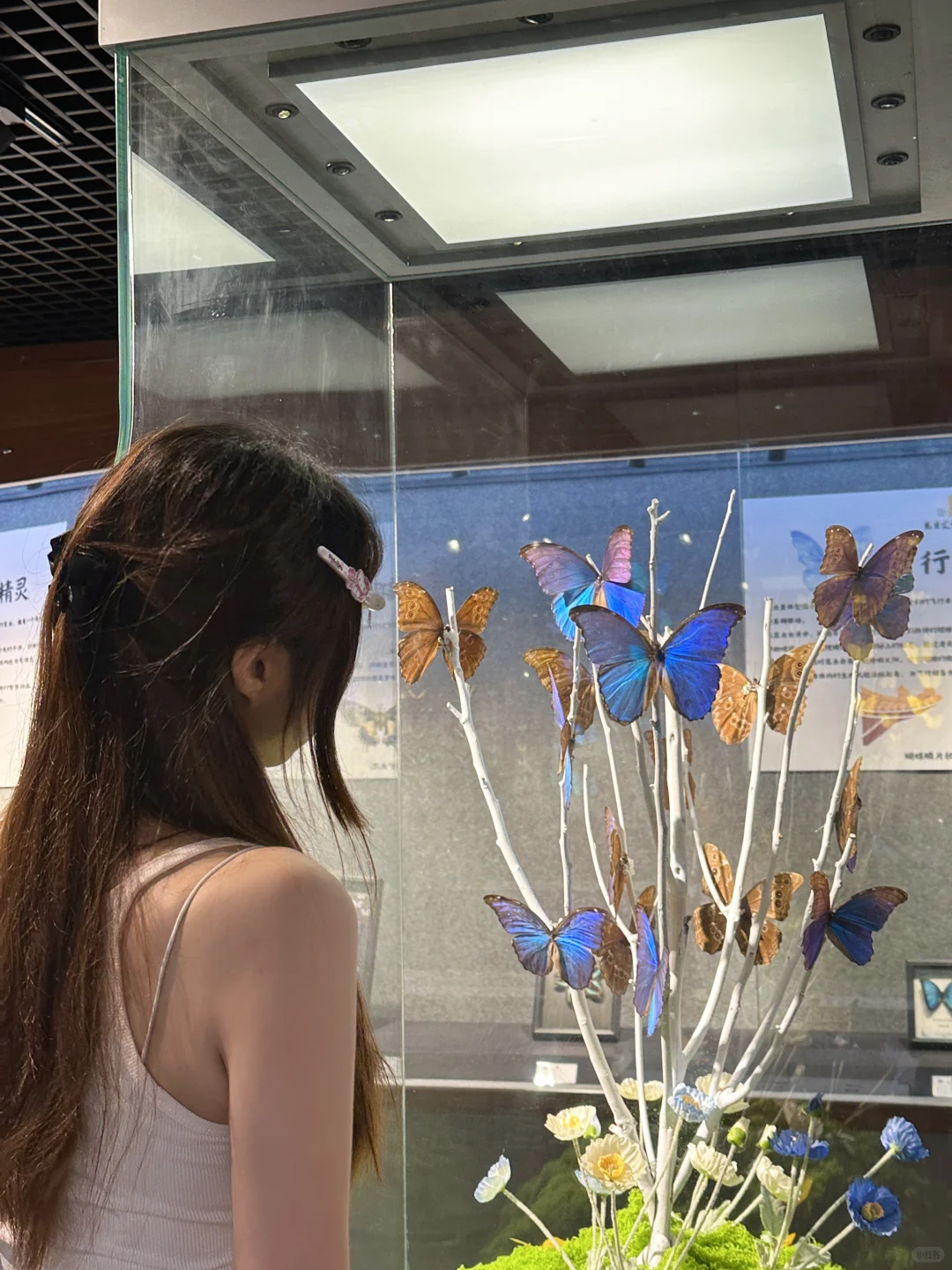 深圳免费拍照打卡?蝴蝶展！！！
