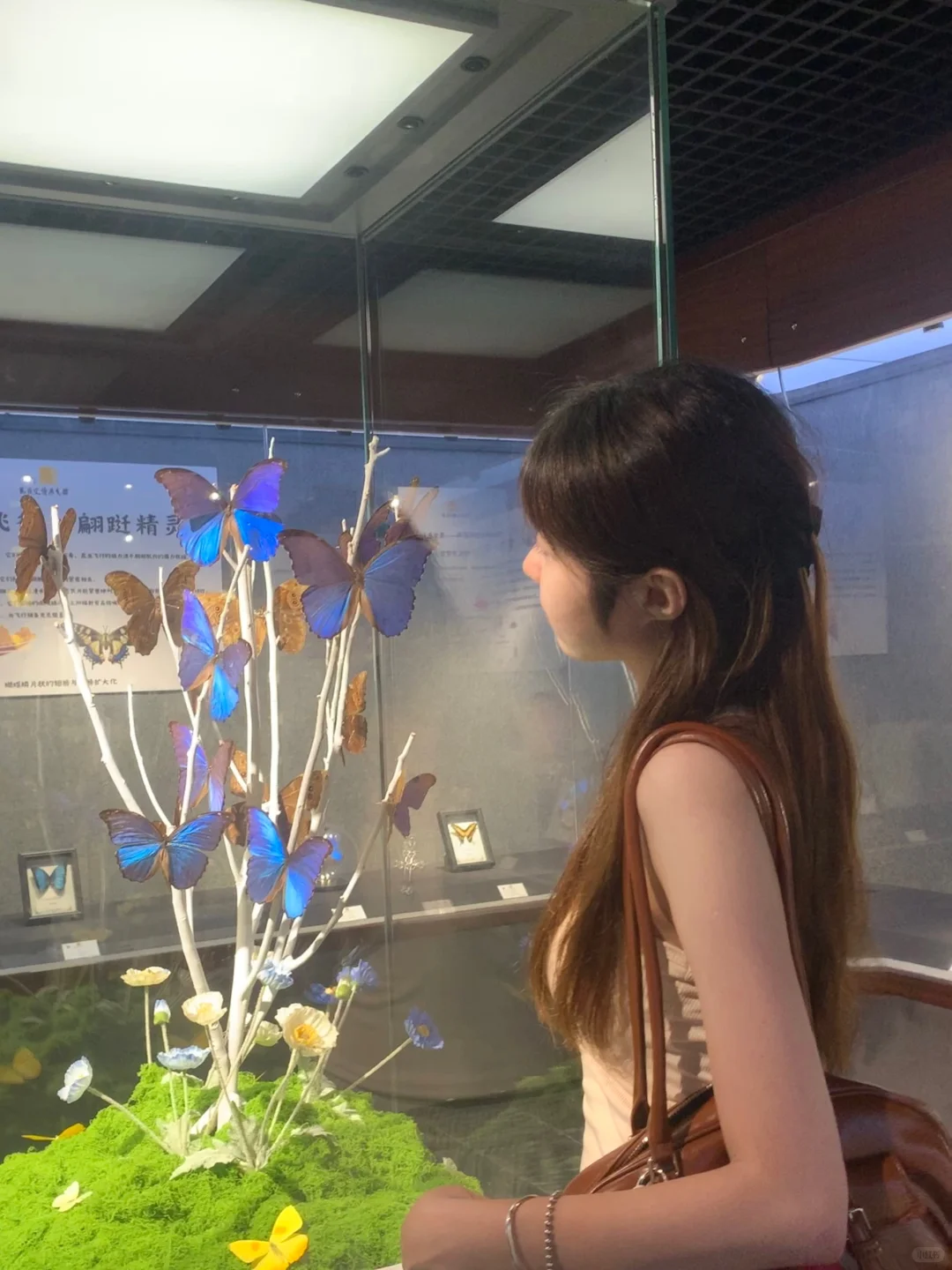 深圳免费拍照打卡?蝴蝶展！！！