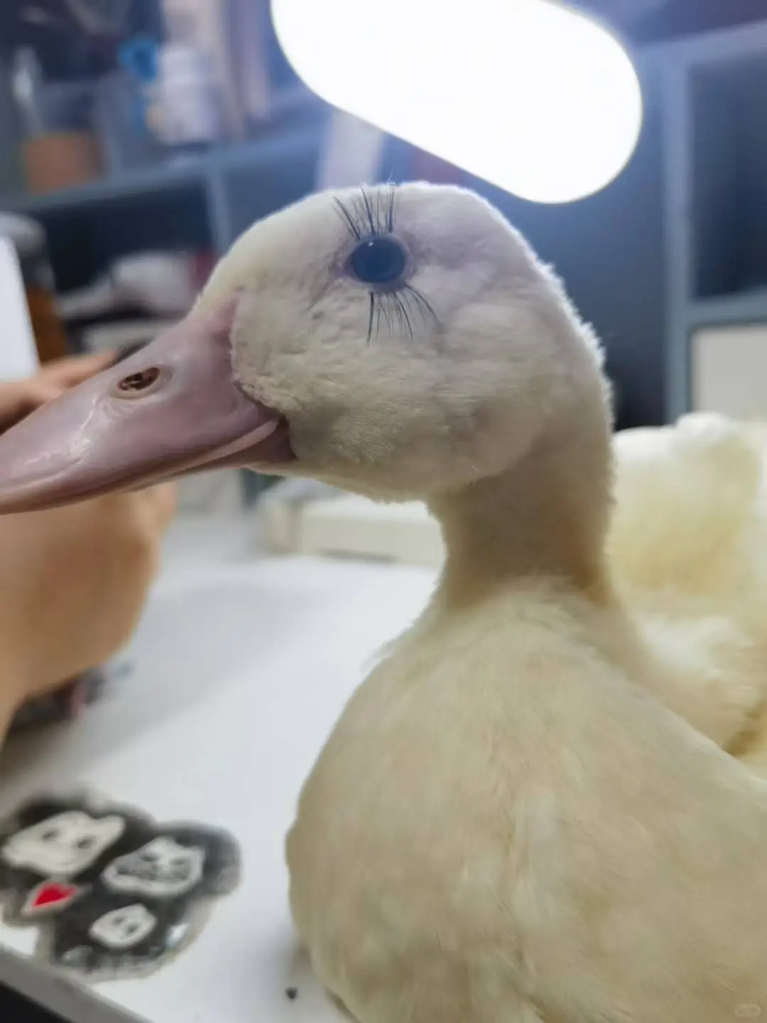 健康鸭、暴富鸭、幸福鸭、好运鸭?