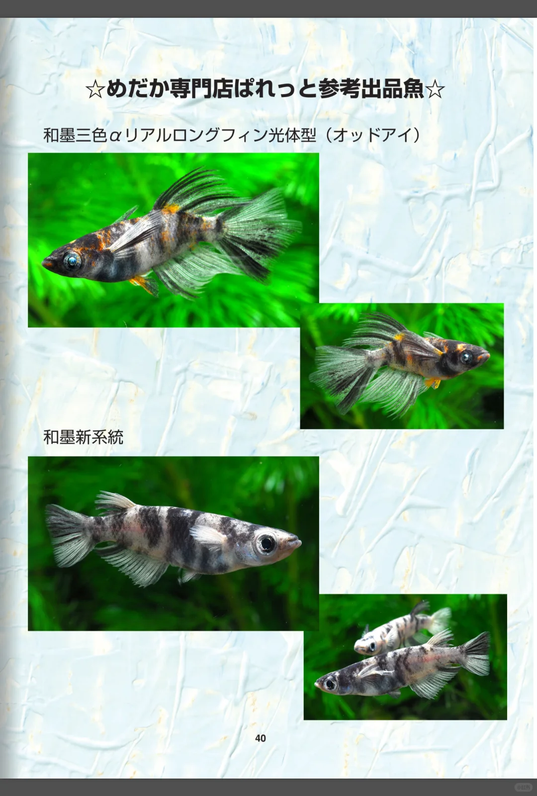 2024和墨血统展览会