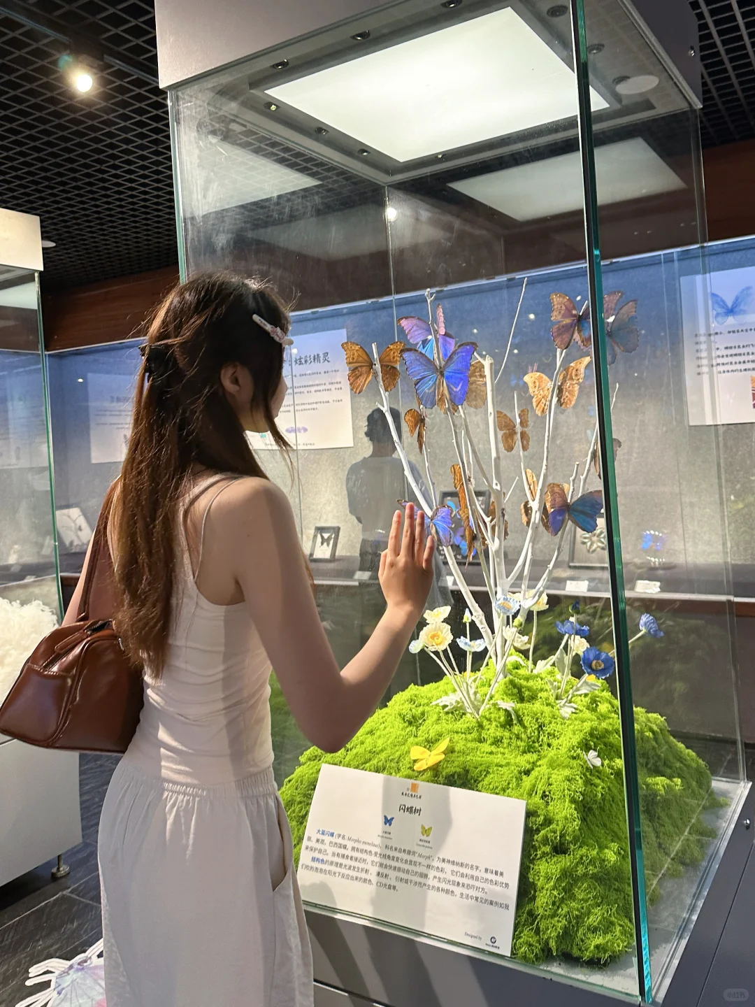 深圳免费拍照打卡?蝴蝶展！！！