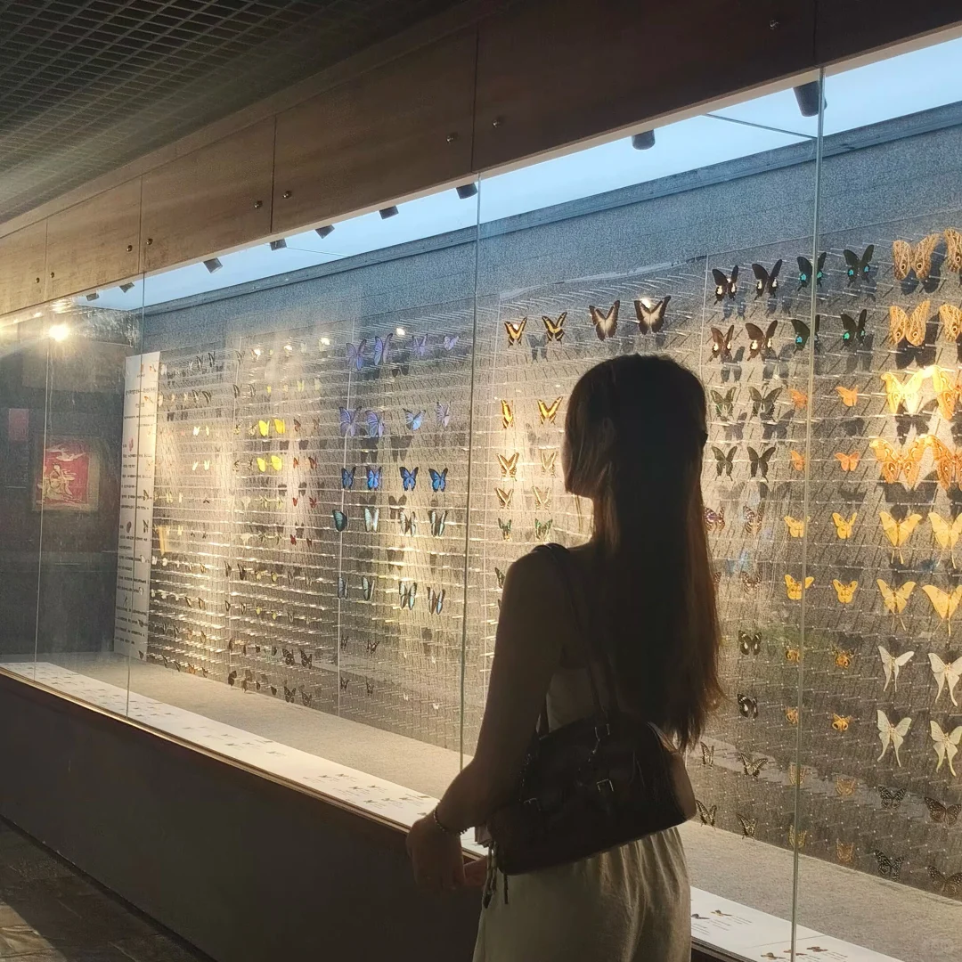 深圳免费拍照打卡?蝴蝶展！！！