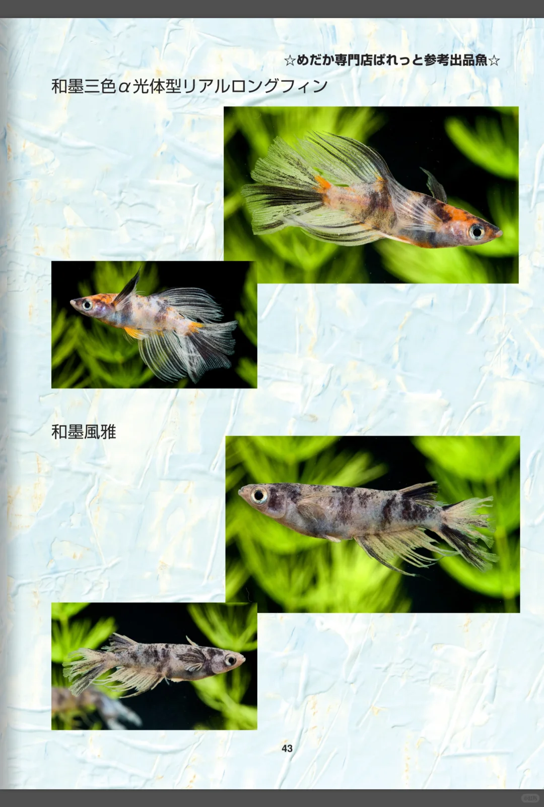 2024和墨血统展览会