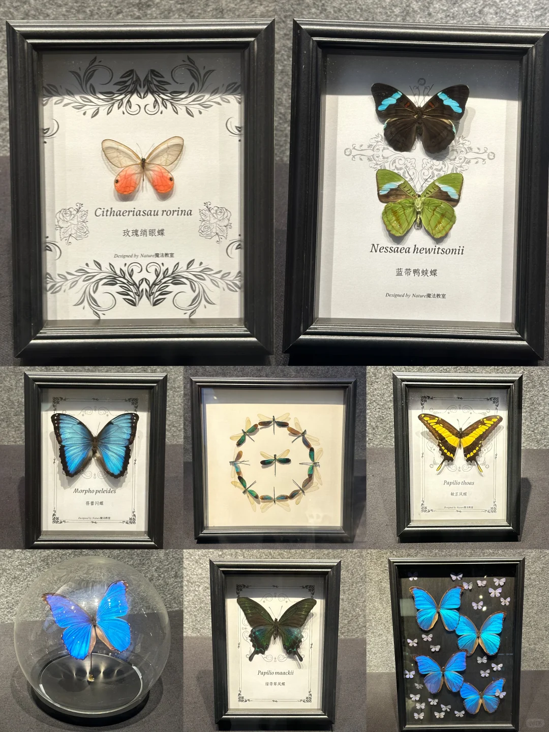 深圳免费拍照打卡?蝴蝶展！！！