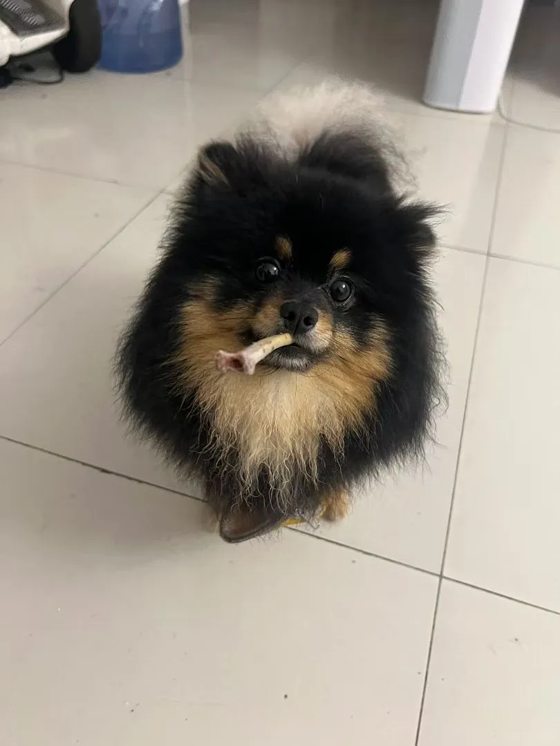 寻求宠物用品工厂跨境