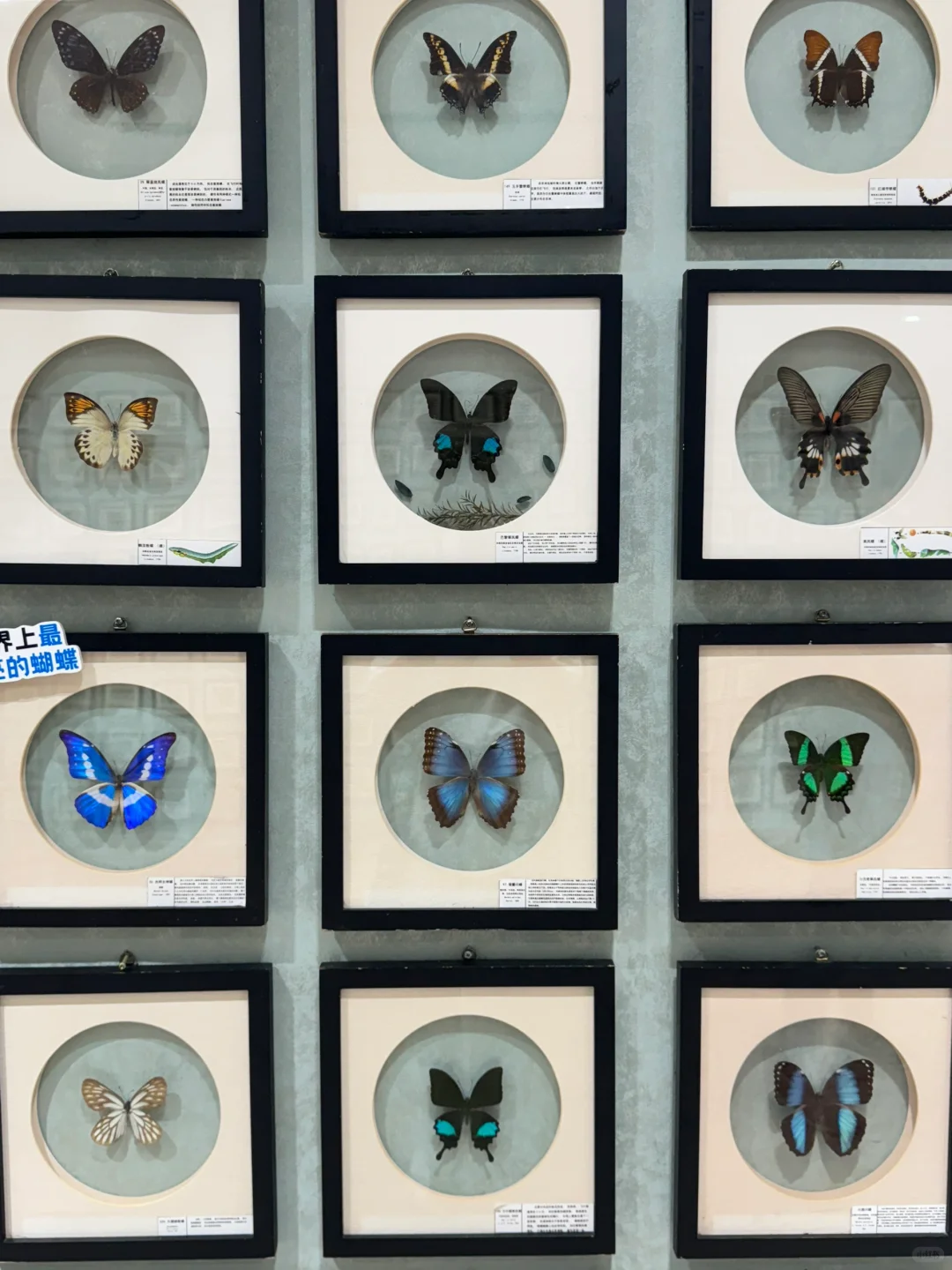 深圳免费新展❗️500平米首家大型蝴蝶展～