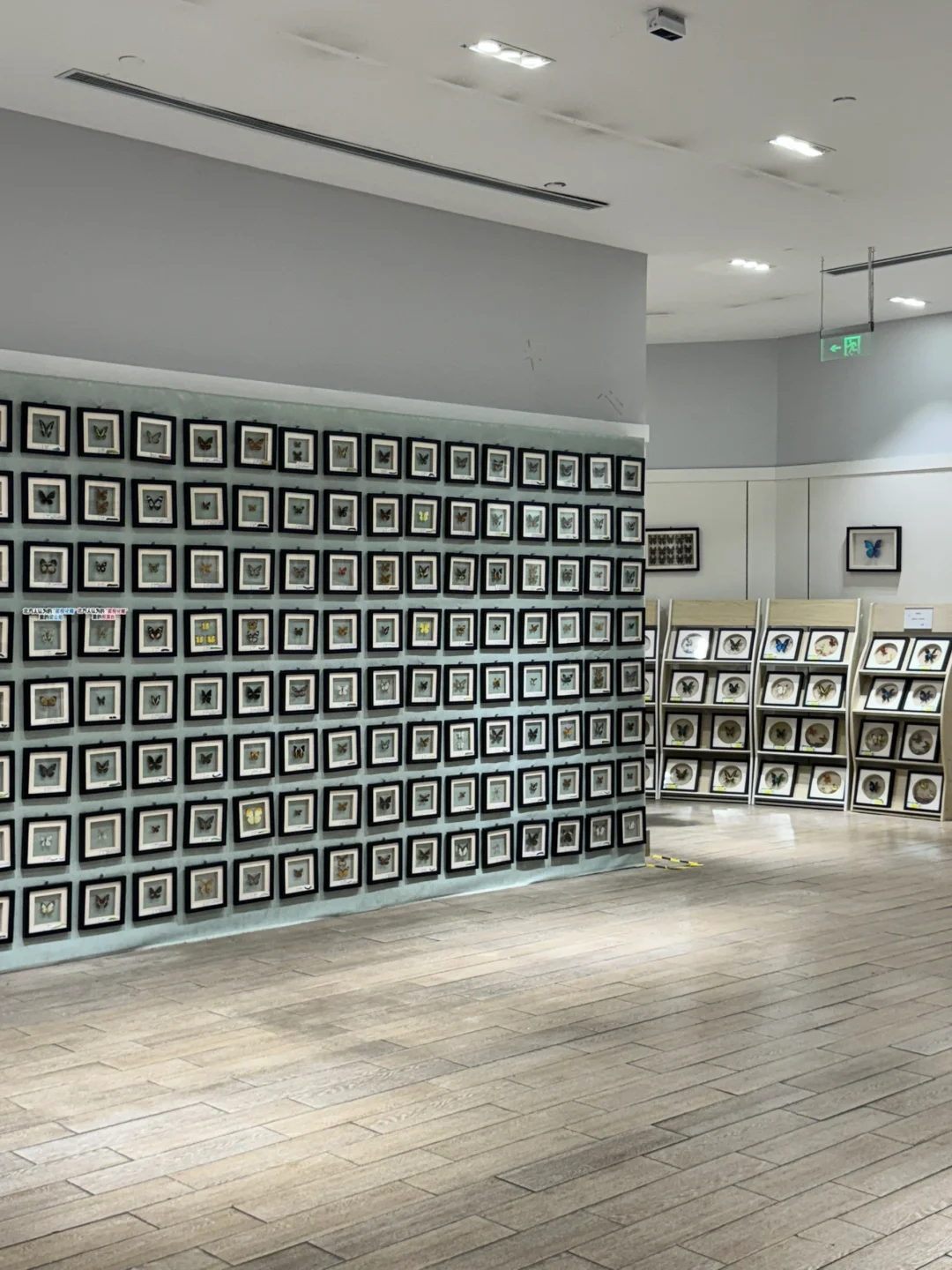 深圳免费新展❗️500平米首家大型蝴蝶展～