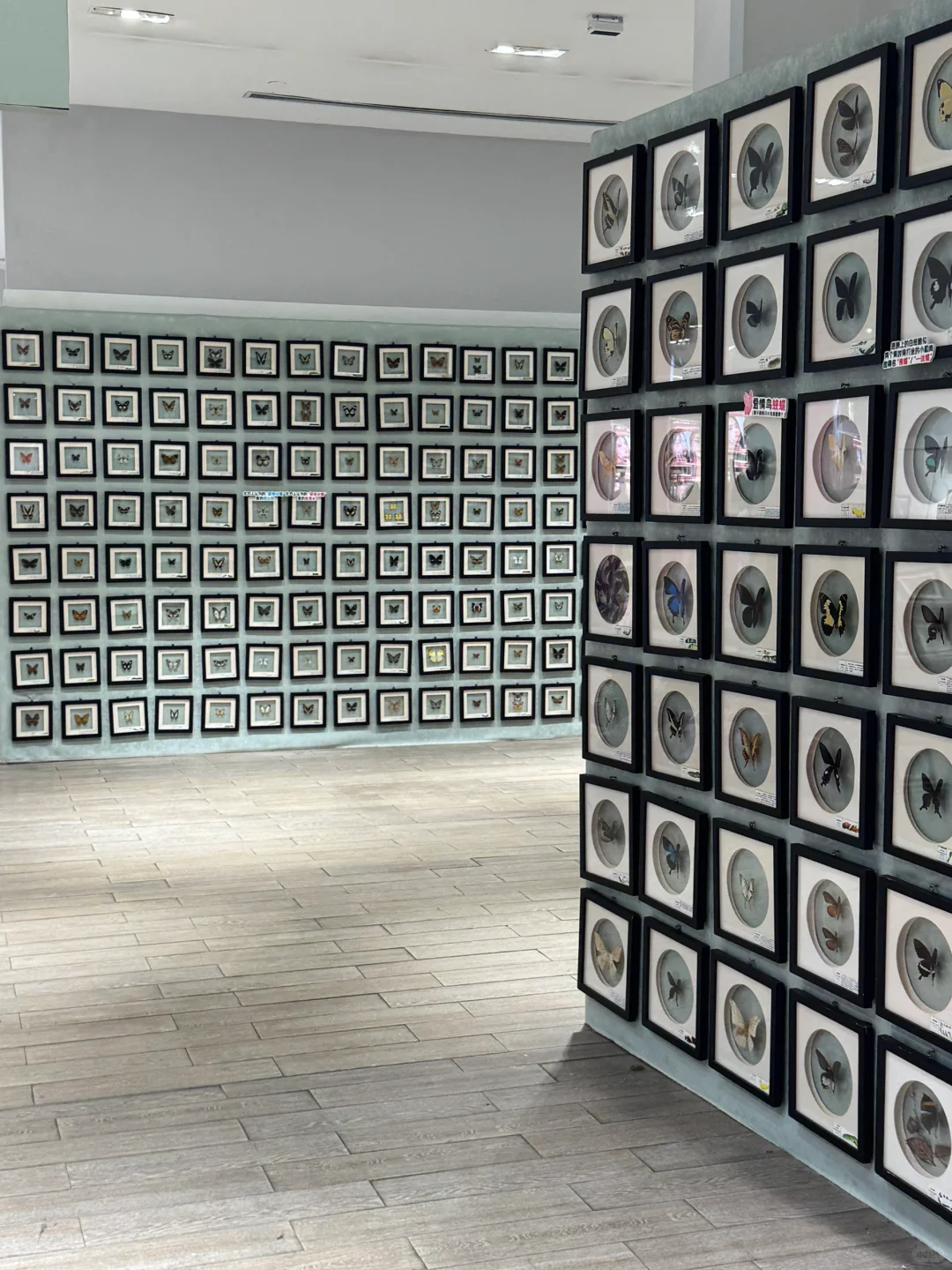 深圳免费新展❗️500平米首家大型蝴蝶展～