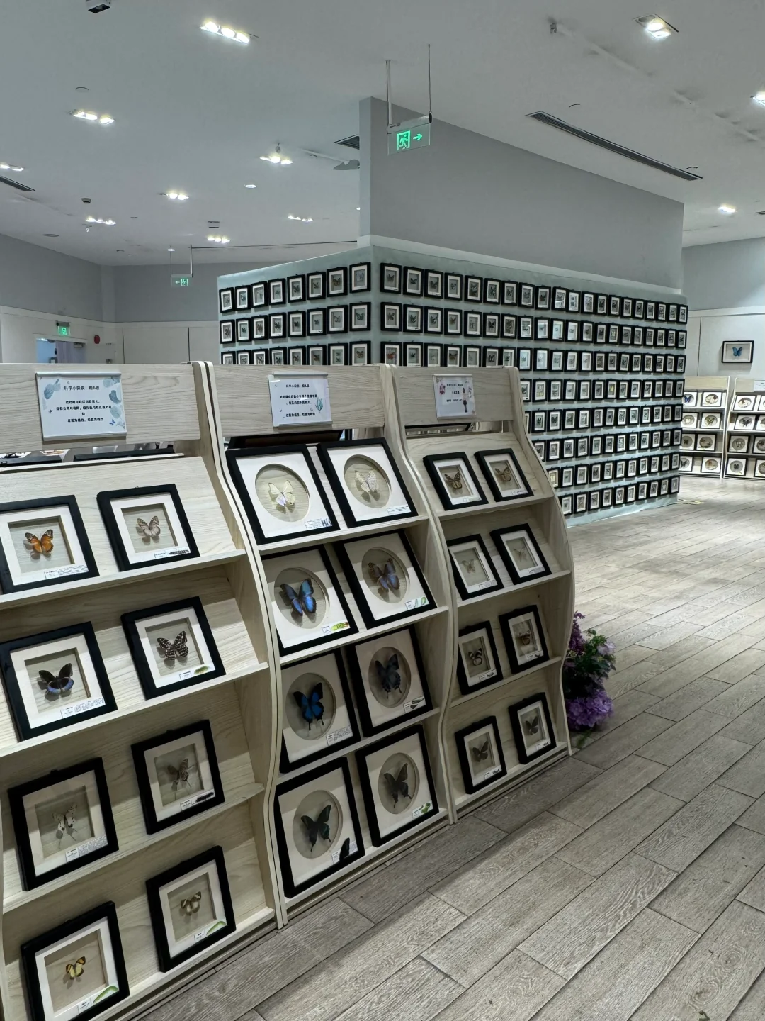 深圳免费新展❗️500平米首家大型蝴蝶展～