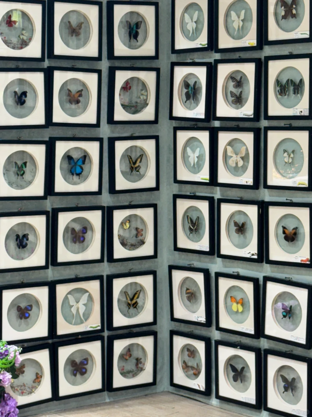 深圳免费新展❗️500平米首家大型蝴蝶展～