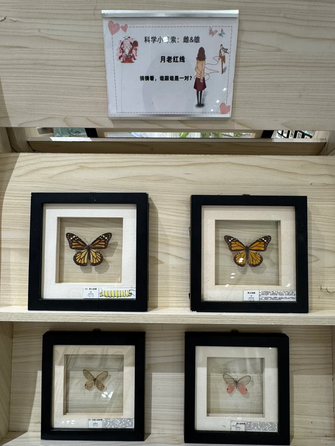深圳免费新展❗️500平米首家大型蝴蝶展～