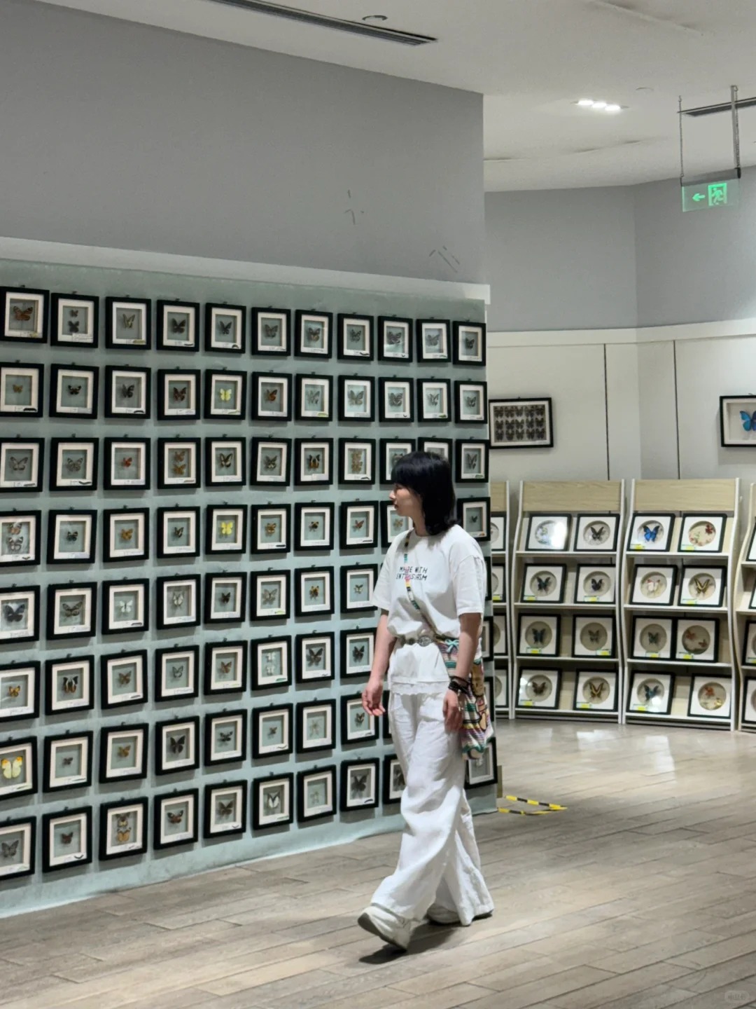 深圳免费新展❗️500平米首家大型蝴蝶展～