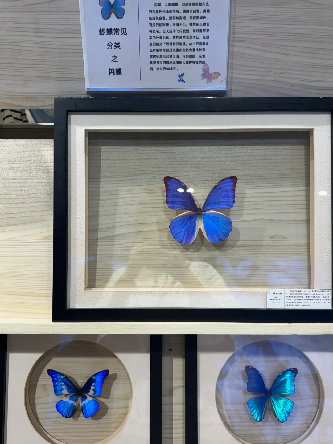 深圳免费新展❗️500平米首家大型蝴蝶展～