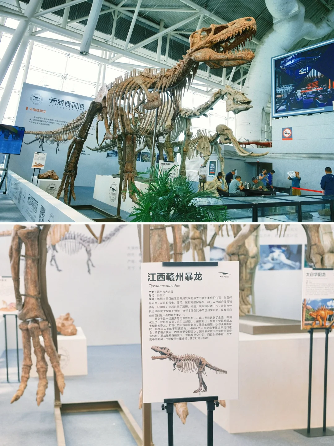 南京牛啊！这个免费展=地质课+手工课+科学课