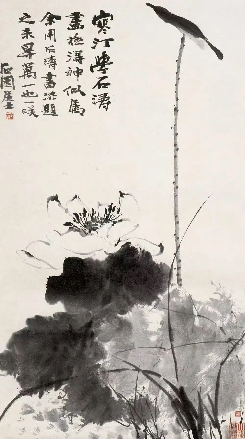 千姿百态 荷花