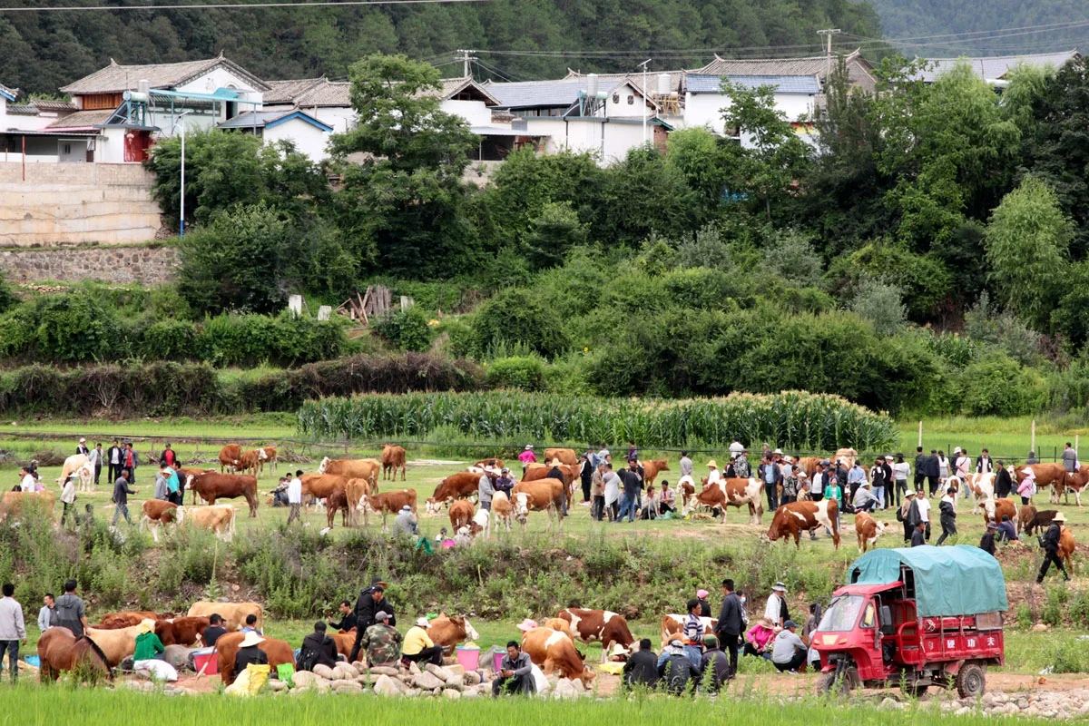 大理剑川，偶遇田野上的骡马交易会