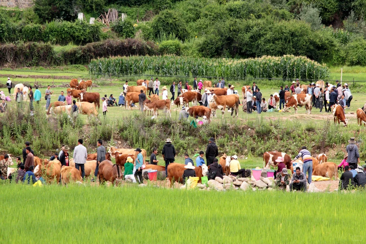 大理剑川，偶遇田野上的骡马交易会