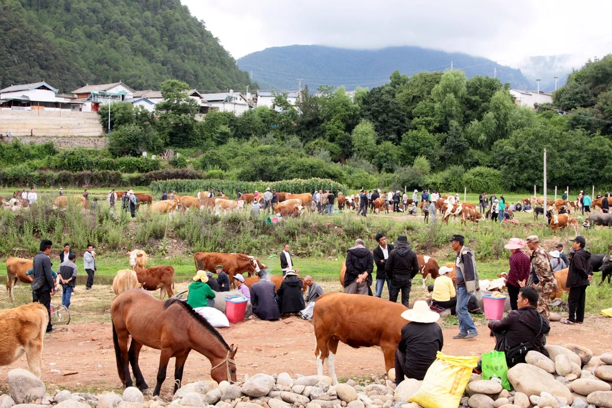 大理剑川，偶遇田野上的骡马交易会
