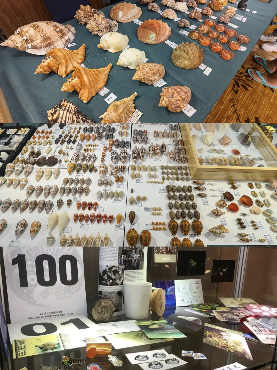 贝壳界最最最专业的展会来啦！！