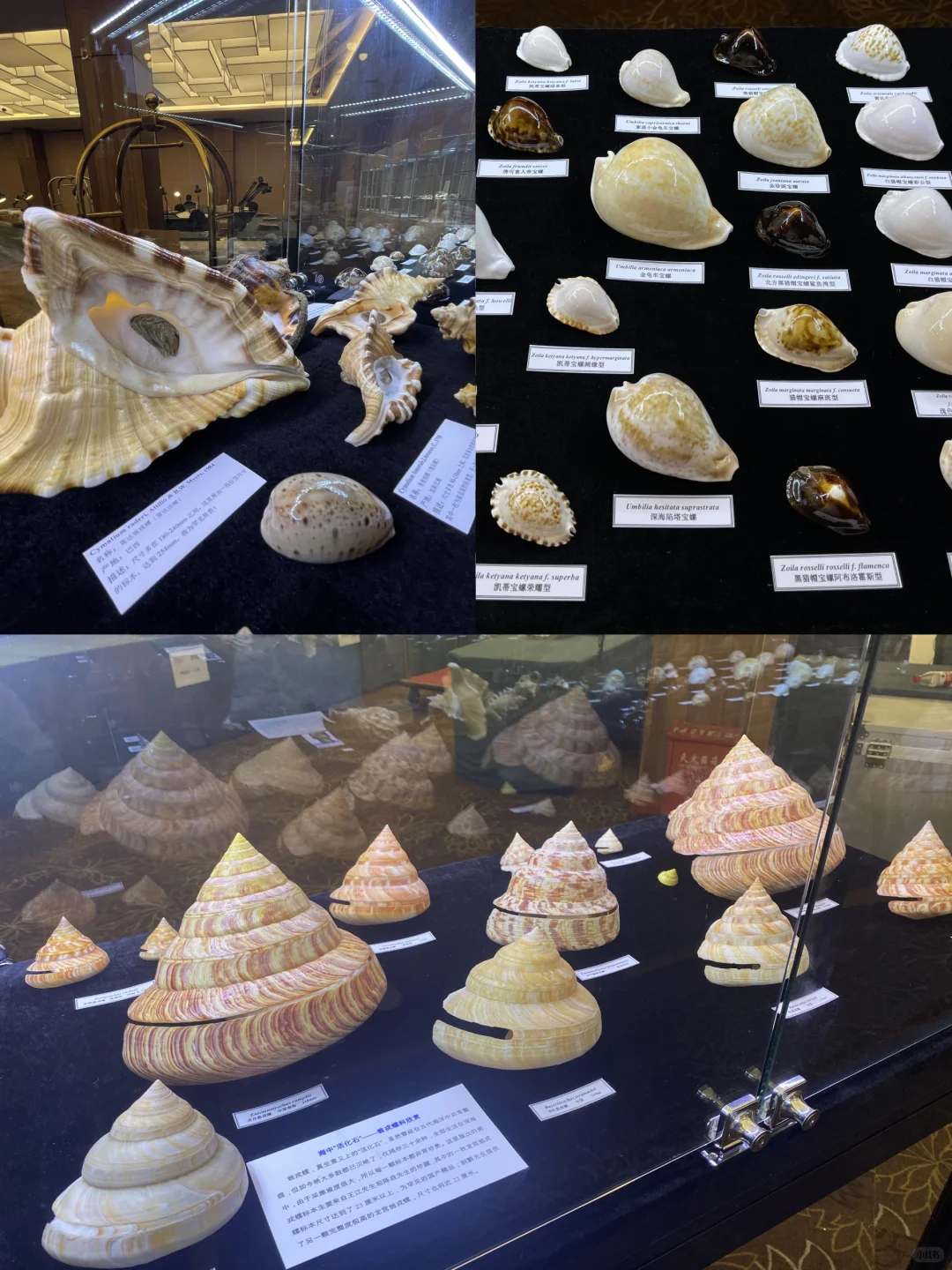 贝壳界最最最专业的展会来啦！！