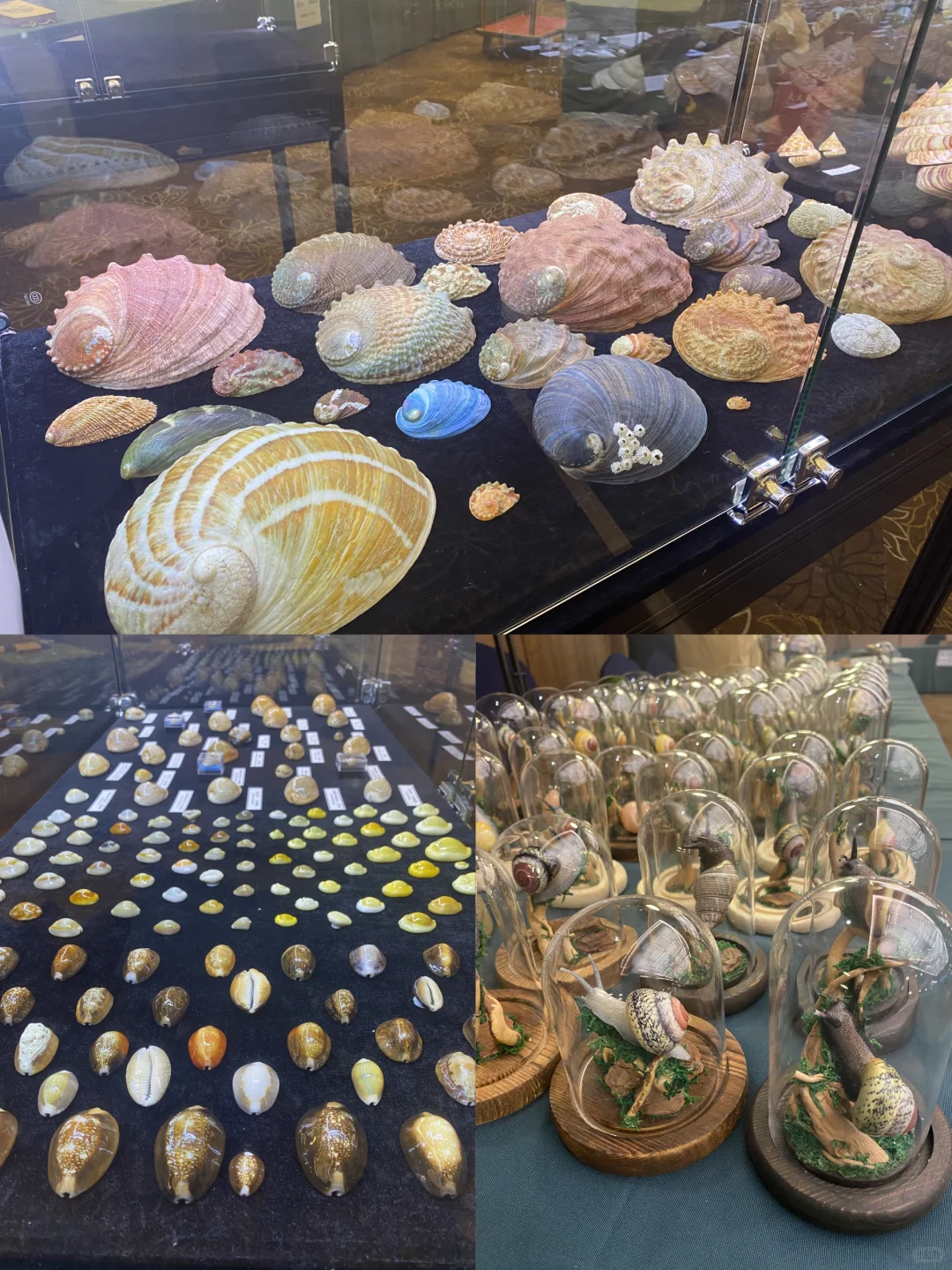 贝壳界最最最专业的展会来啦！！