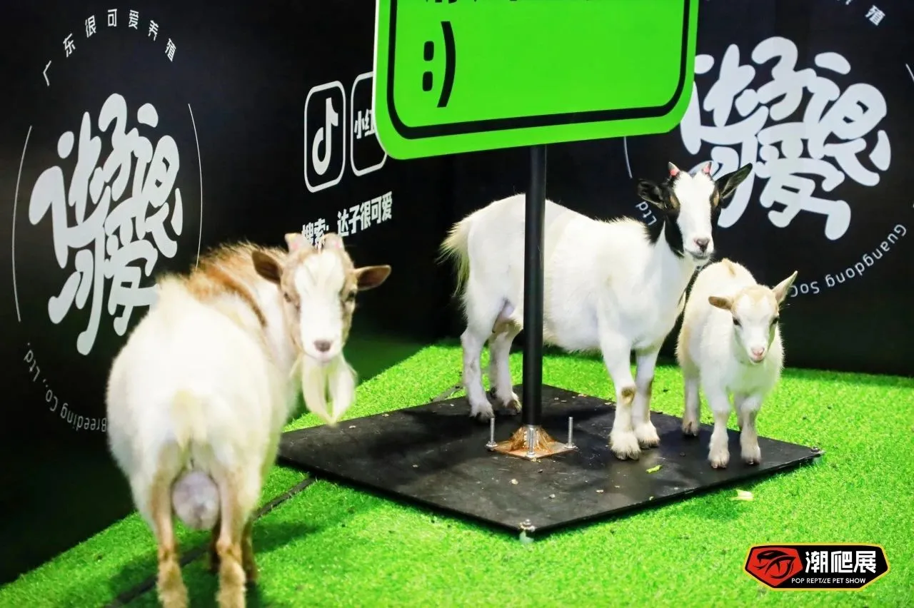 下一站武汉！潮爬展的“中部攻略”正式启动