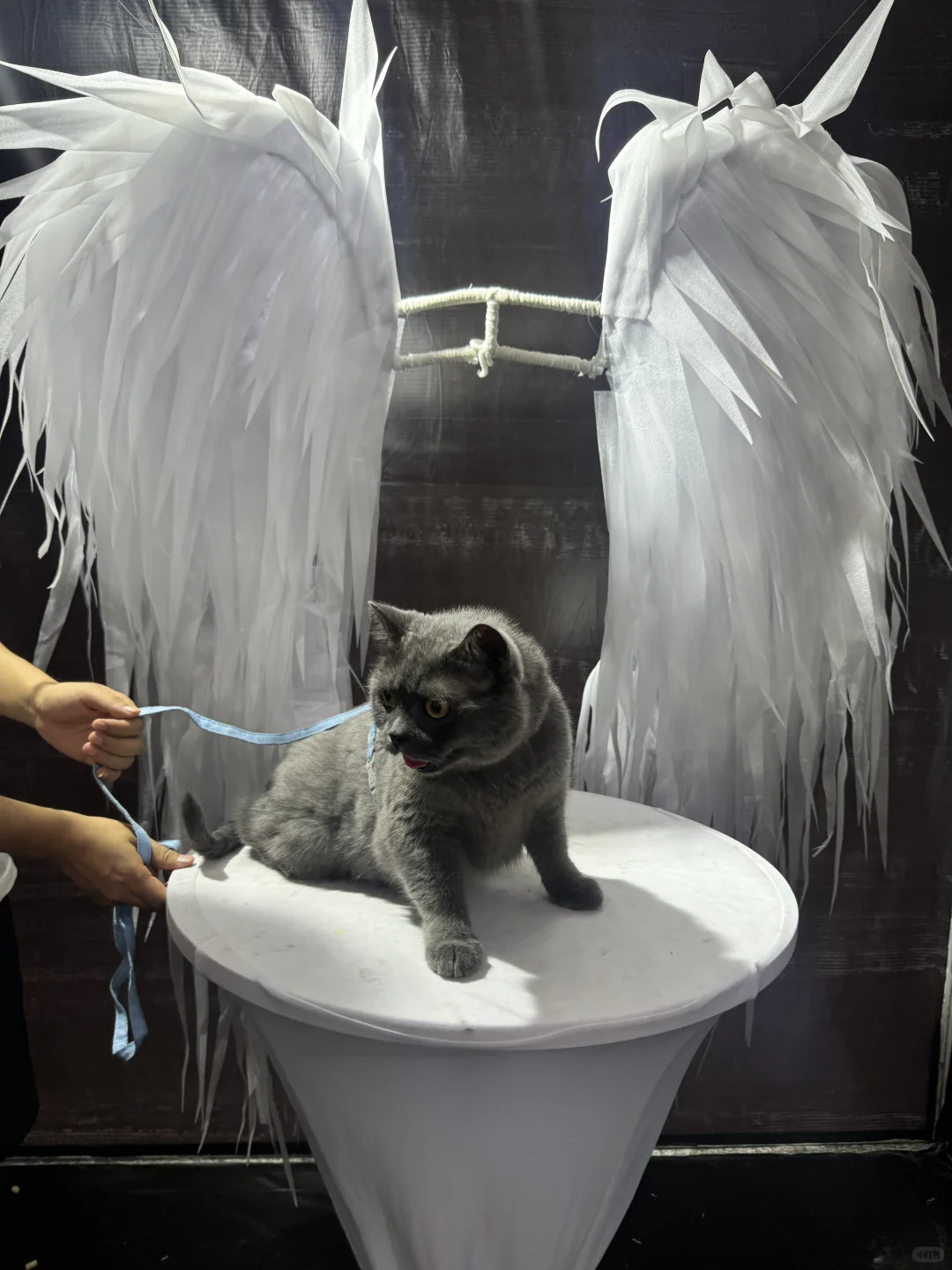 周末出行｜武汉宠物博览会