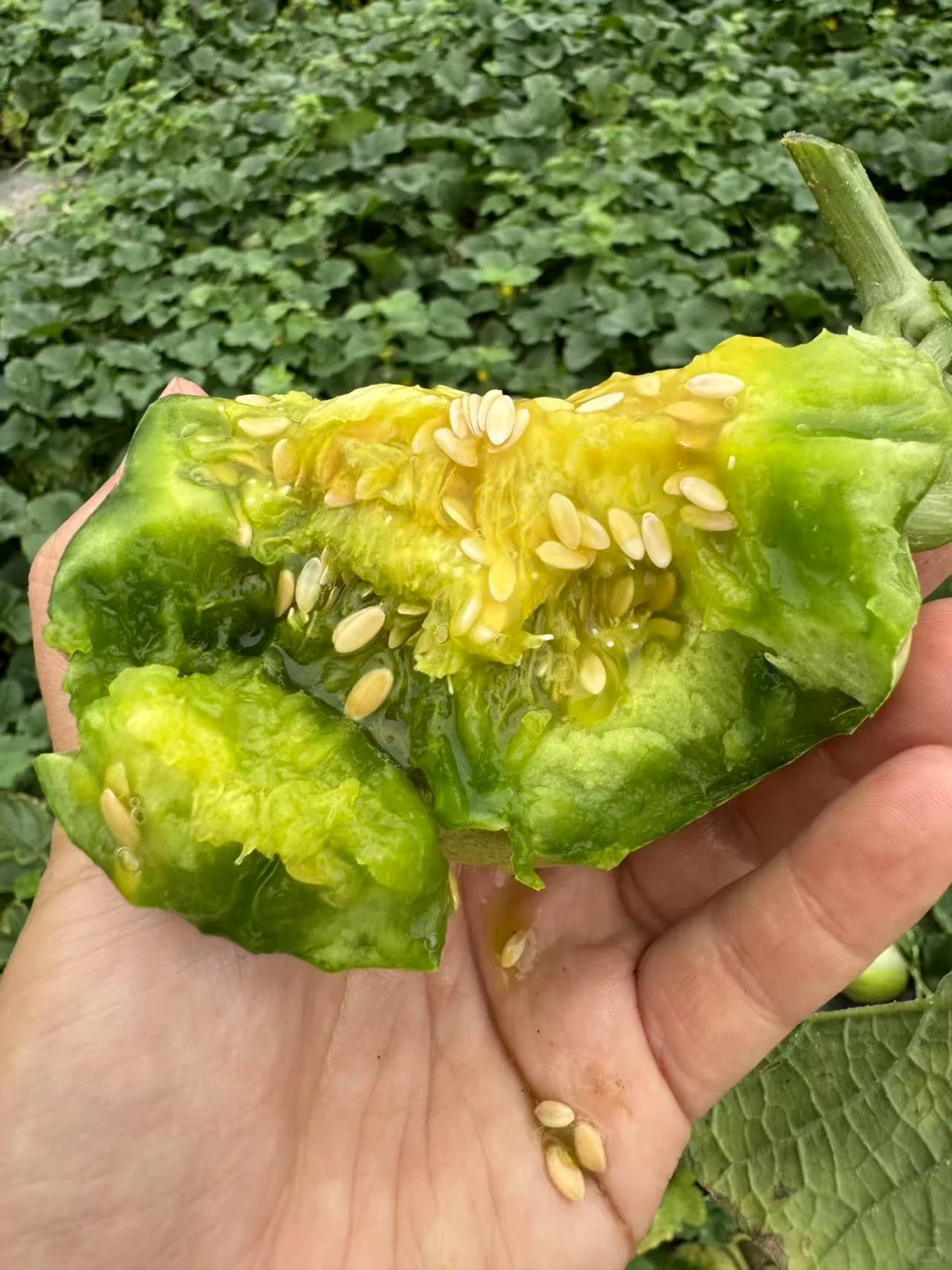 社区团购团长招募